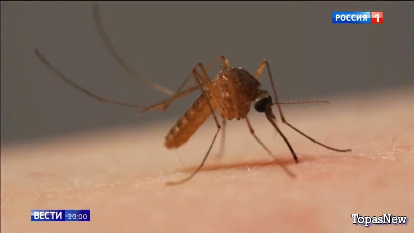 Вести 20.00 03.11.25 смотреть онлайн все выпуски