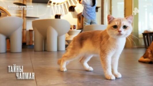 Тайны Чапман 16.03.2026 смотреть онлайн все выпуски