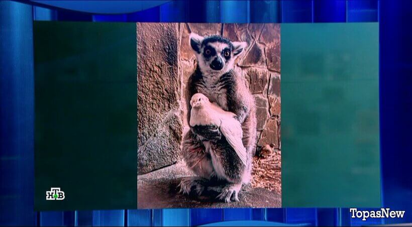 Своя игра от 11 апреля 2026