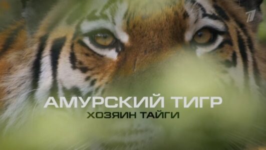 Амурский тигр Хозяин тайги 28.09.2025